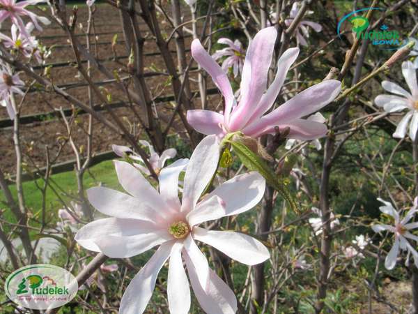 Magnolia Leonard Messel